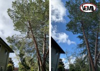 Vema tree service image 3