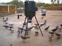 Southwest Avian Solutions - Bird Control  image 6