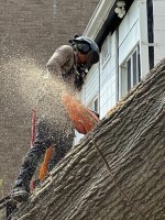 JL Tree Service image 11