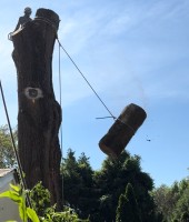 JL Tree Service image 6