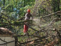 JL Tree Service image 10