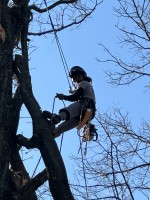 JL Tree Service image 12