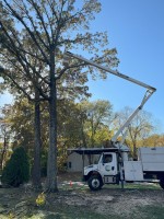 JL Tree Service image 3