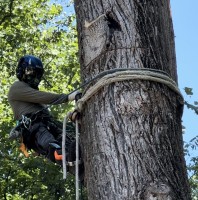 JL Tree Service image 7