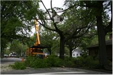 Baltimore Tree Professionals image 3