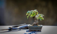 Bonsai Tree Live image 3