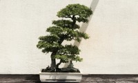 Bonsai Tree Live image 1