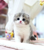 Munchkin Cat For Sale image 1