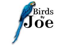 Birds By Joe image 1