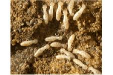 Top Termite Control Winnetka image 9
