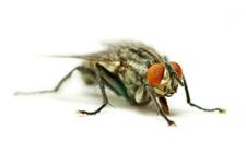 Top Quality Pest Control of Lakewood image 3