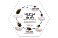 Speedy's Pest Solutions image 3