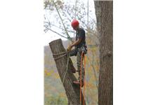 Lakewood Tree Care Services image 3