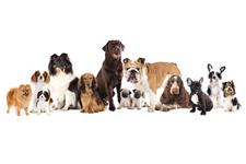 Prodog Canine Academy image 1