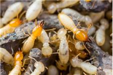 Down To Earth Pest Control image 1