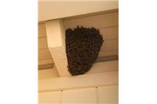 Desert Swarm Bee Removal, LLC image 6