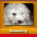 Safe Journey Dog Boarding image 3