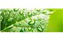 Green Guard Pest Solutions logo
