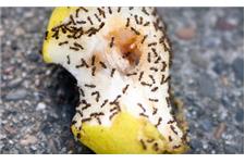 Termite Specialists of Gardena image 2