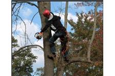 Des Moines Professional Tree Trimming Services image 2