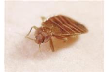 Premier Columbus Bed Bug Exterminators image 12