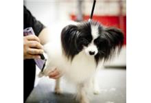 Puppy-Luv Dog Grooming Salon image 2