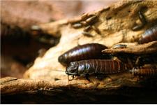 Excellent Corona Pest & Termite image 7