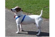 British Grit Jack Russell Terriers image 2
