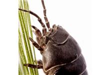 Best Pest Control of La Mirada image 1