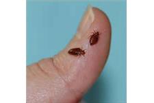 Termite Specialists of Gardena image 4