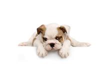 Puppy-Luv Dog Grooming Salon image 1