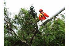 KC Tree Care Service image 1