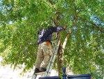 Maple Tree Service image 2