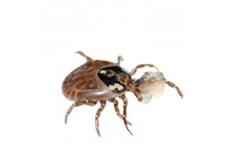 Top Pest Control of Yorba Linda image 6