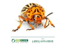 EcoGreen Pest Control image 6