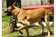 Impact Canine Solutions image 2