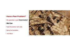 Paratex - American Pest Management image 2