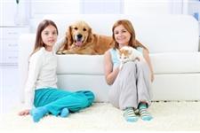 ChemFree Carpet Cleaning image 7