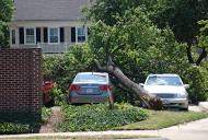 Tree Removal Joliet image 4