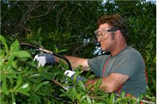 Henderson Tree Service image 3