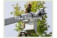 Aesthetic Tree Service image 4