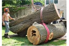 Middlesex Tree Service image 4