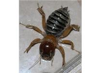 Spectrum Pest Control image 5