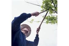 Top Choice Tree Service image 1