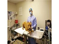 Smyrna Animal Hospital image 4