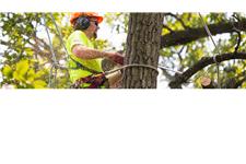 Fast Tree Removal Services Atlanta image 1