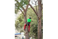 Tree Service Experts Pasadena MD image 3