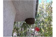 Desert Swarm Bee Removal, LLC image 1