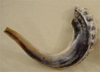 Israelshofar image 2