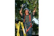 Henderson Tree Service image 1